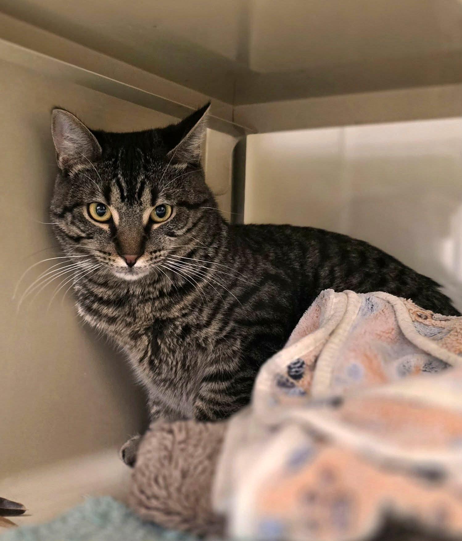 Enlarge Nutmeg, a ADOPTABLE Domestic Short Hair in New Castle, PA image 3/5