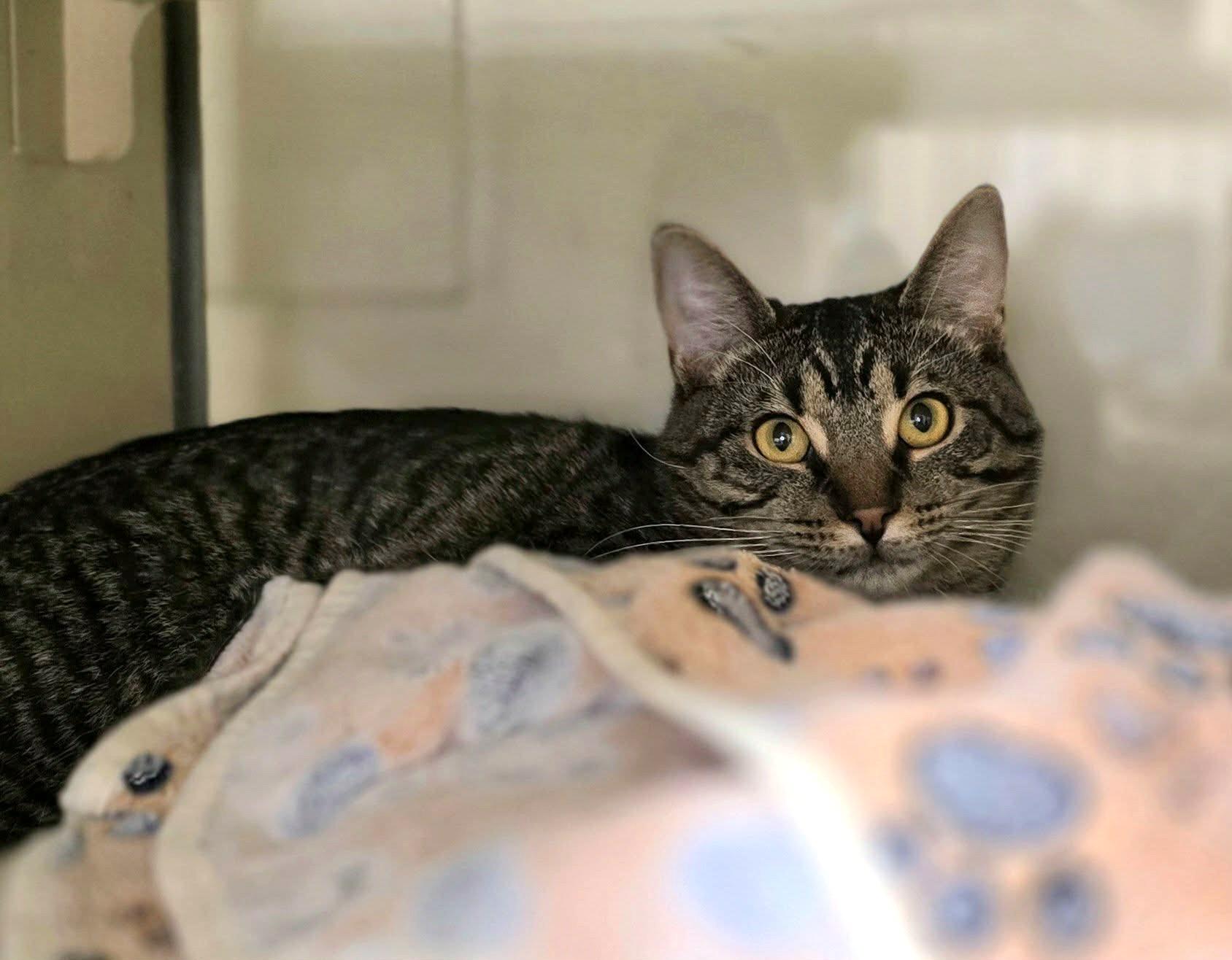 Nutmeg, ADOPTABLE, Young Female Domestic Short Hair.