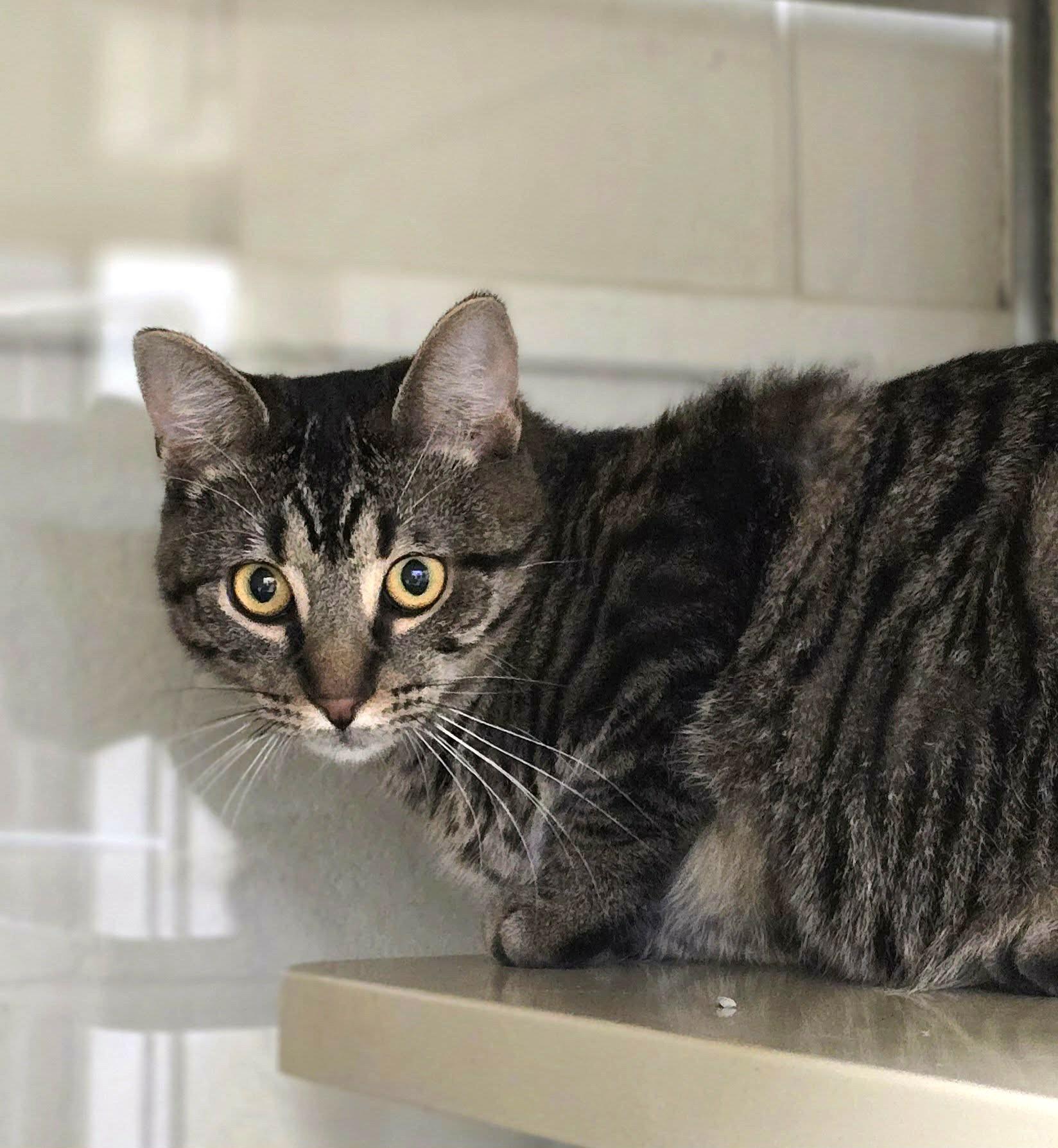 Enlarge Nutmeg, a ADOPTABLE Domestic Short Hair in New Castle, PA image 5/5