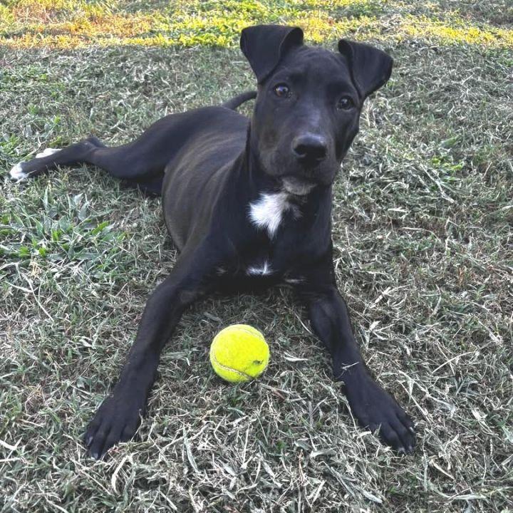 Enlarge Freedom, an adopted mixed breed in LaPlace, LA image 1/4