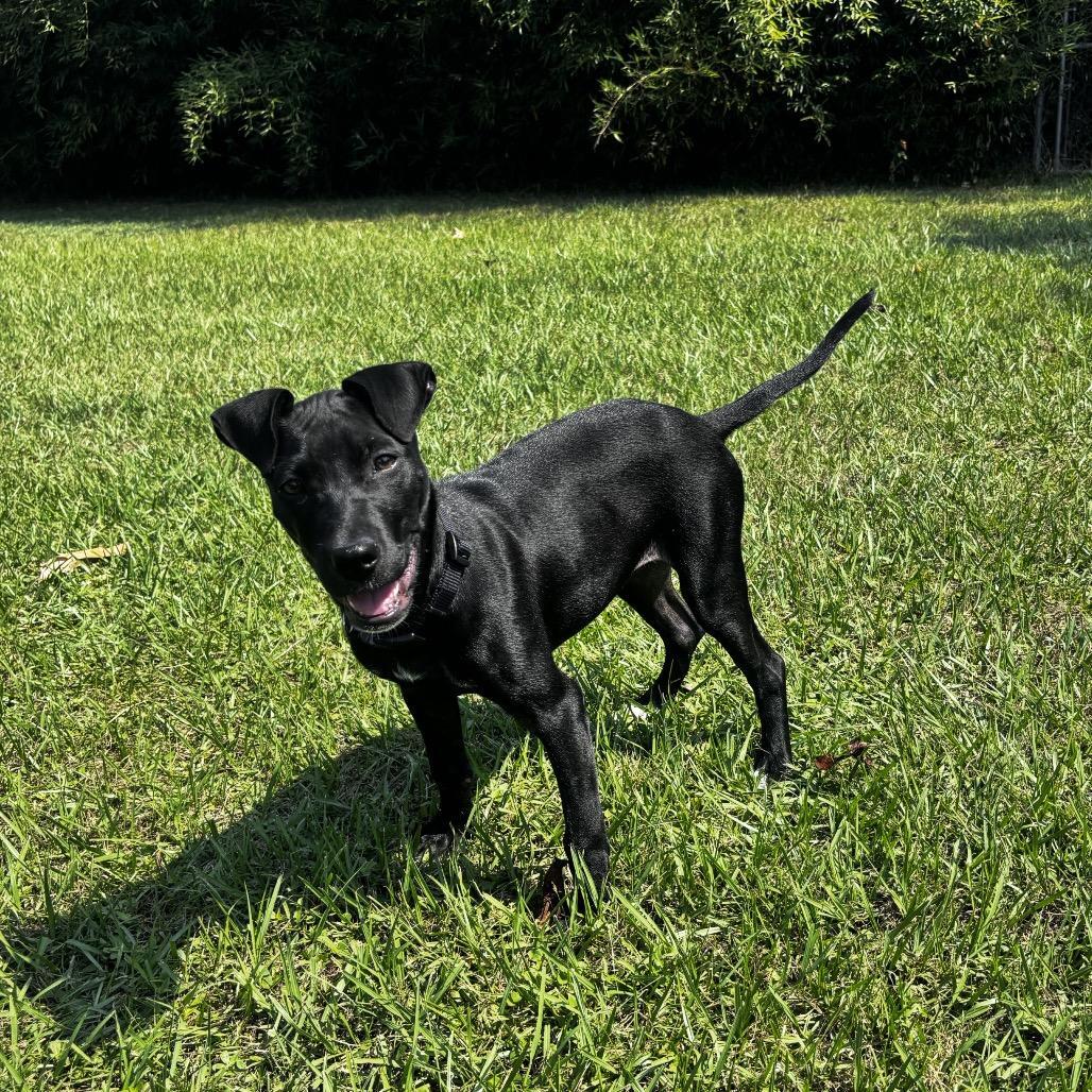 Enlarge Freedom, an adopted mixed breed in LaPlace, LA image 2/4
