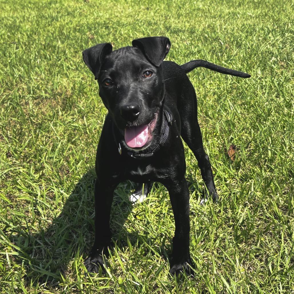 Enlarge Freedom, an adopted mixed breed in LaPlace, LA image 3/4