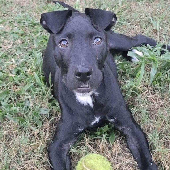 Enlarge Freedom, an adopted mixed breed in LaPlace, LA image 4/4