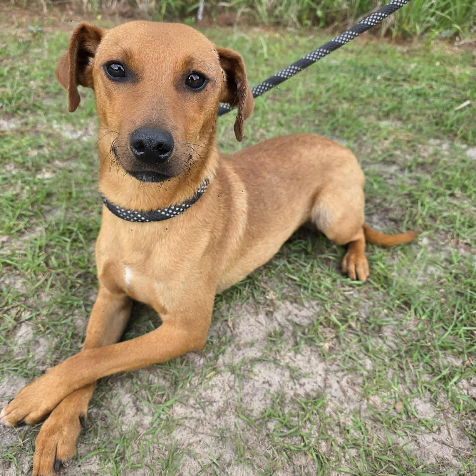 Leo, Adoptable, Young Male Dachshund & Hound.