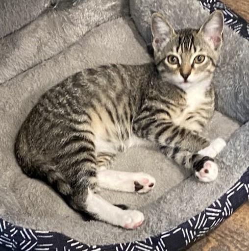 Mollie - Kent, WA, Adoptable, Young Female Domestic Short Hair.