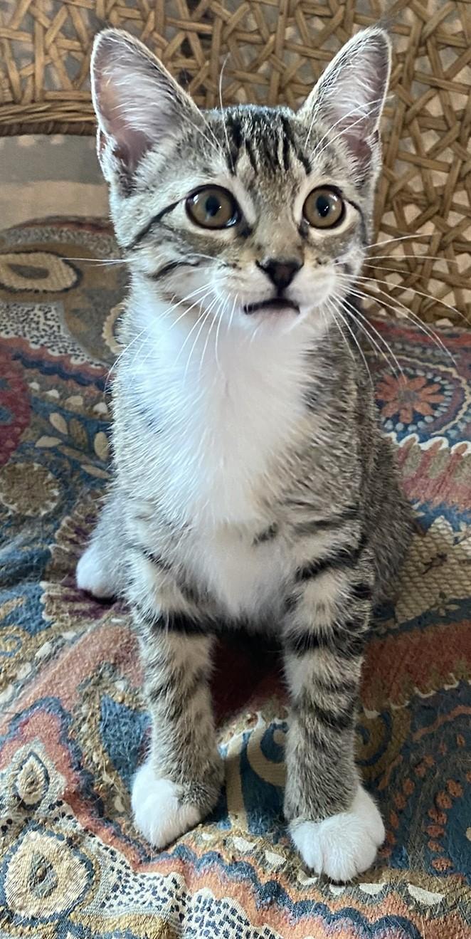 Mollie - Kent, WA, a Adoptable Domestic Short Hair in Kent, WA image 6/6