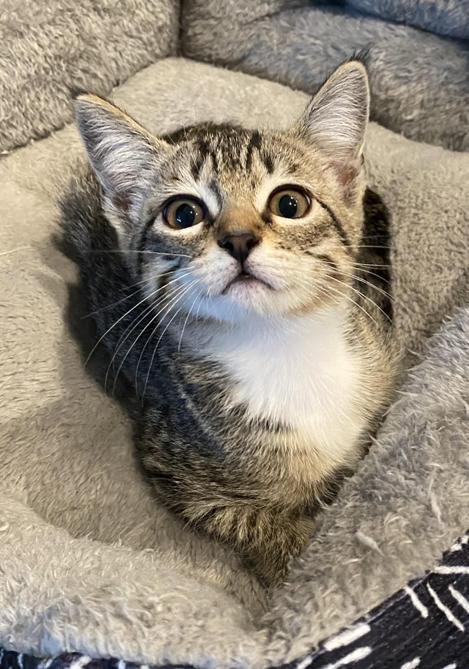 Mollie - Kent, WA, a Adoptable Domestic Short Hair in Kent, WA image 4/6