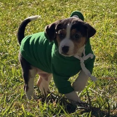 Enlarge Decatur, a ADOPTABLE mixed breed in Midlothian, VA image 2/6