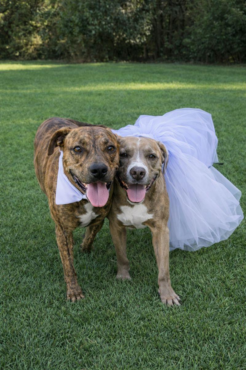 Bentley & Adeline - Foster or Adopter (Bonded Pair), Adoptable, Adult Female Mixed Breed.