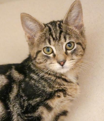 Our fosters are have so many kittens are now big enough to be adopted They are anywhere from 8 to