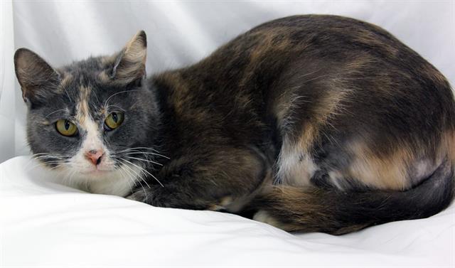 Enlarge DELILAH, a Adoptable Domestic Short Hair in Winter Haven, FL image 1/1