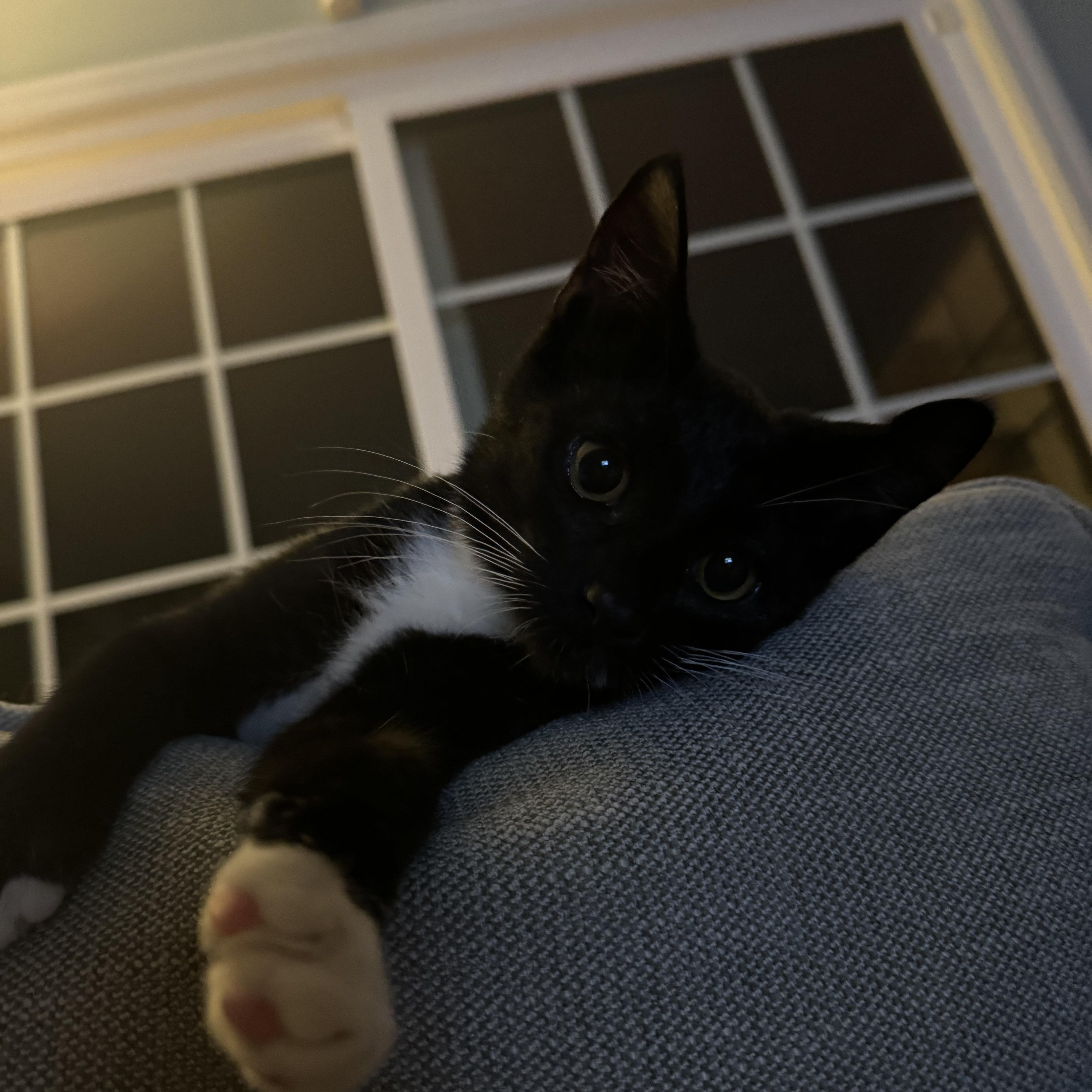 Pepper