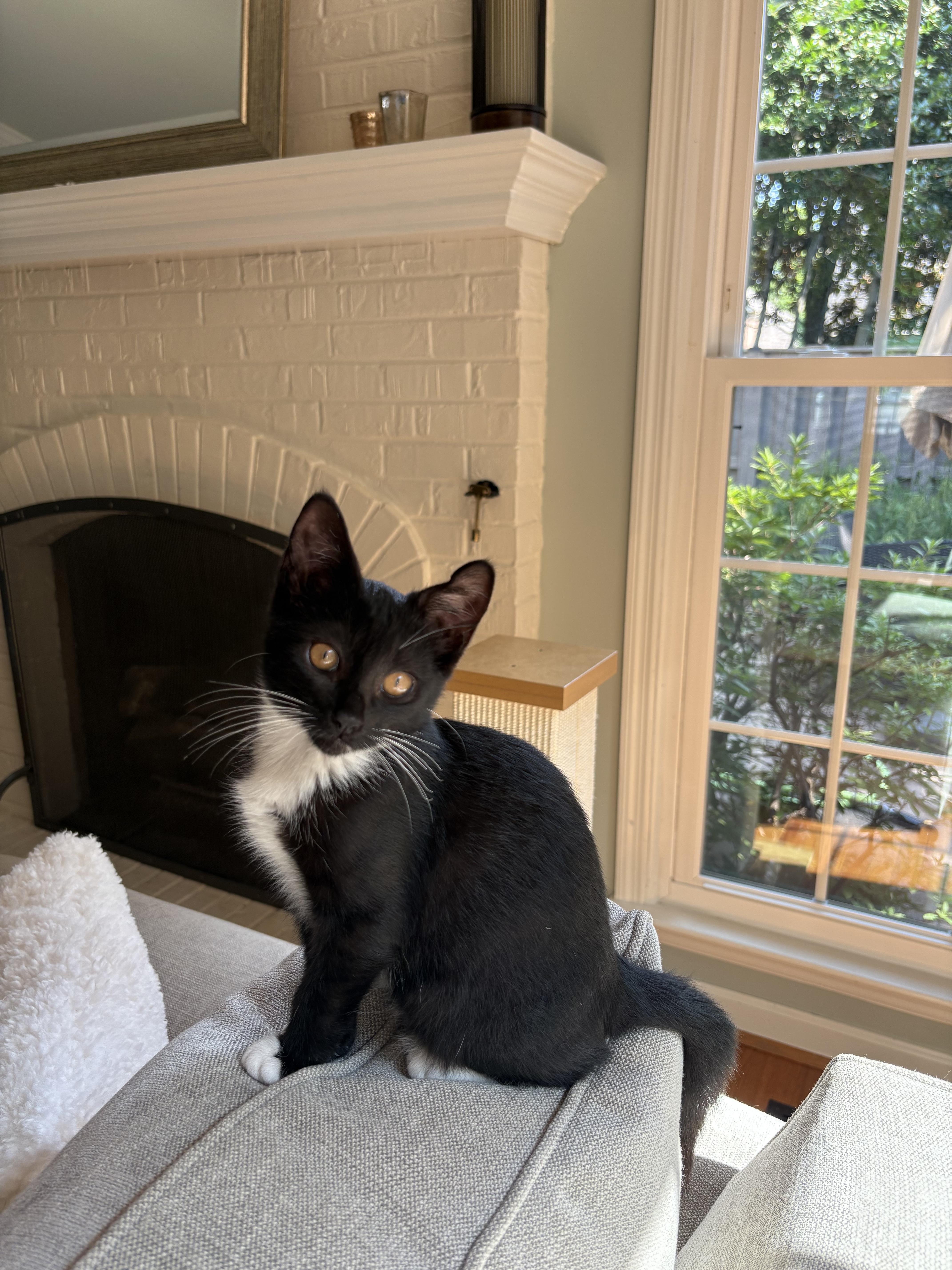 Pepper