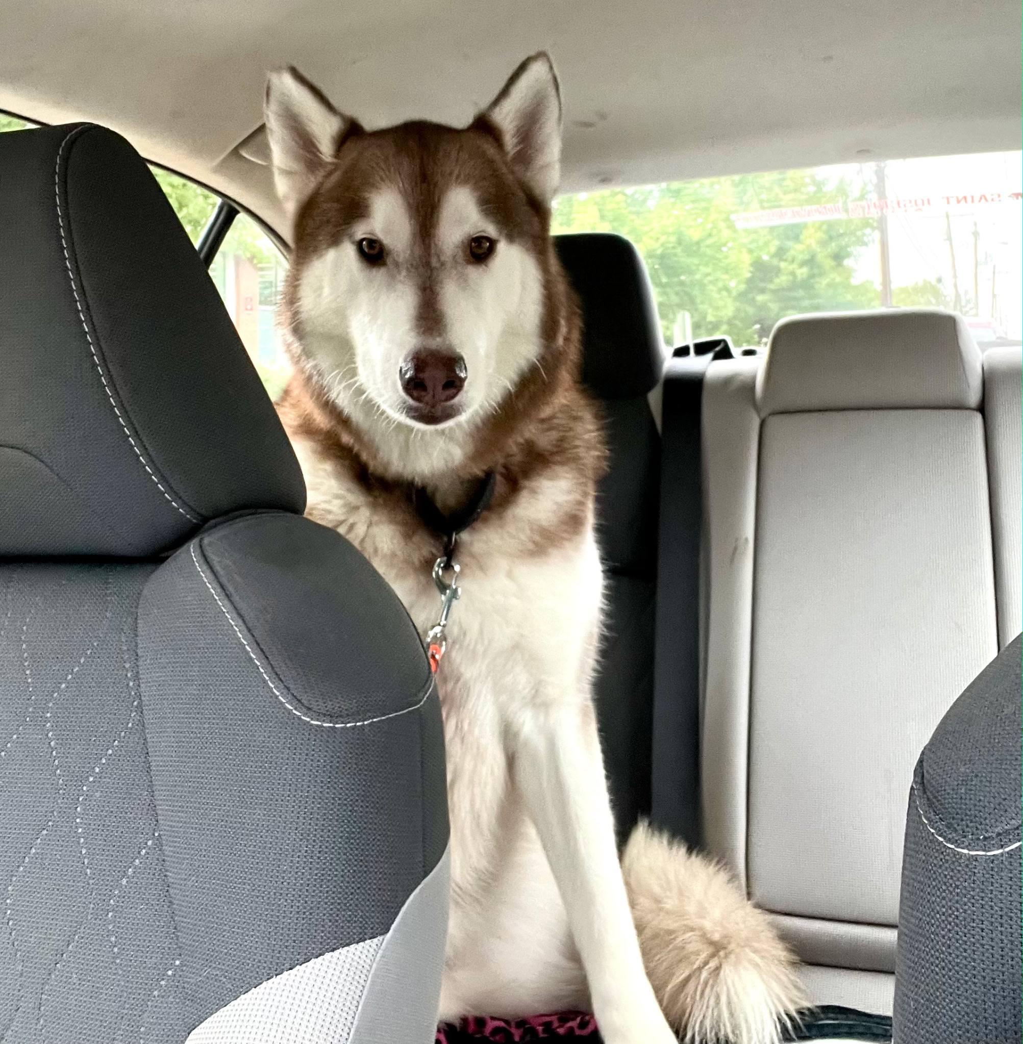 Enlarge Bon Bon , an adopted Husky in Clayton, NJ image 1/3