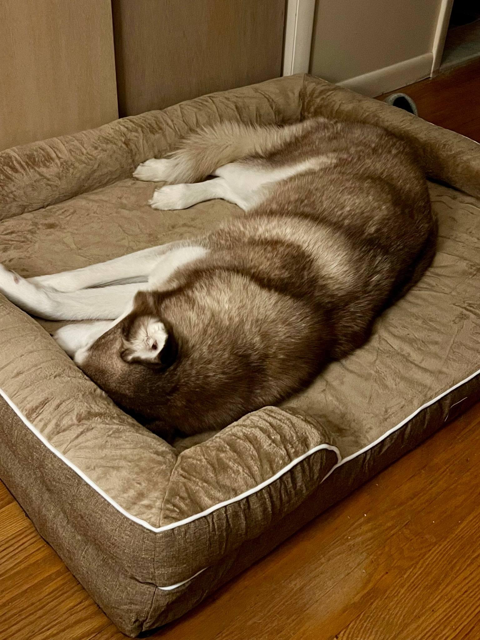 Enlarge Bon Bon , an adopted Husky in Clayton, NJ image 3/3