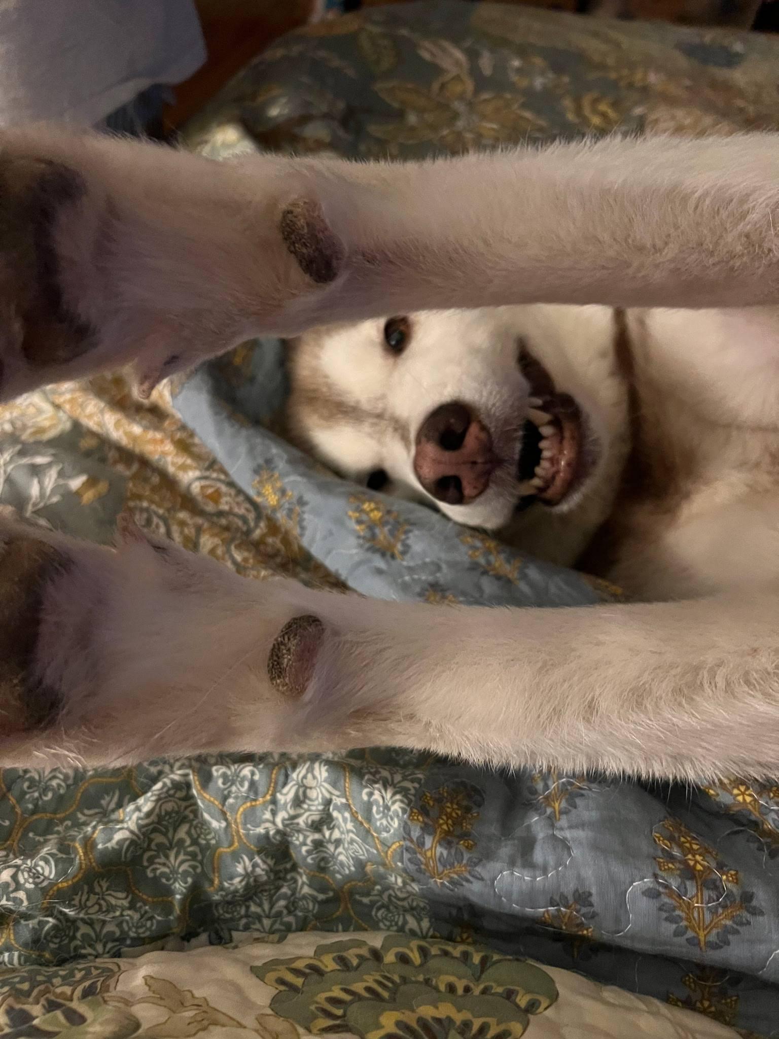 Enlarge Bon Bon , an adopted Husky in Clayton, NJ image 2/3