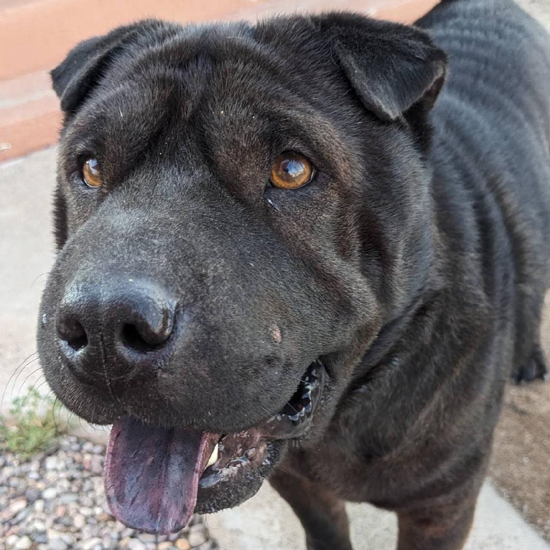 Enlarge Teddy, a ADOPTABLE mixed breed in Phoenix, AZ image 6/6