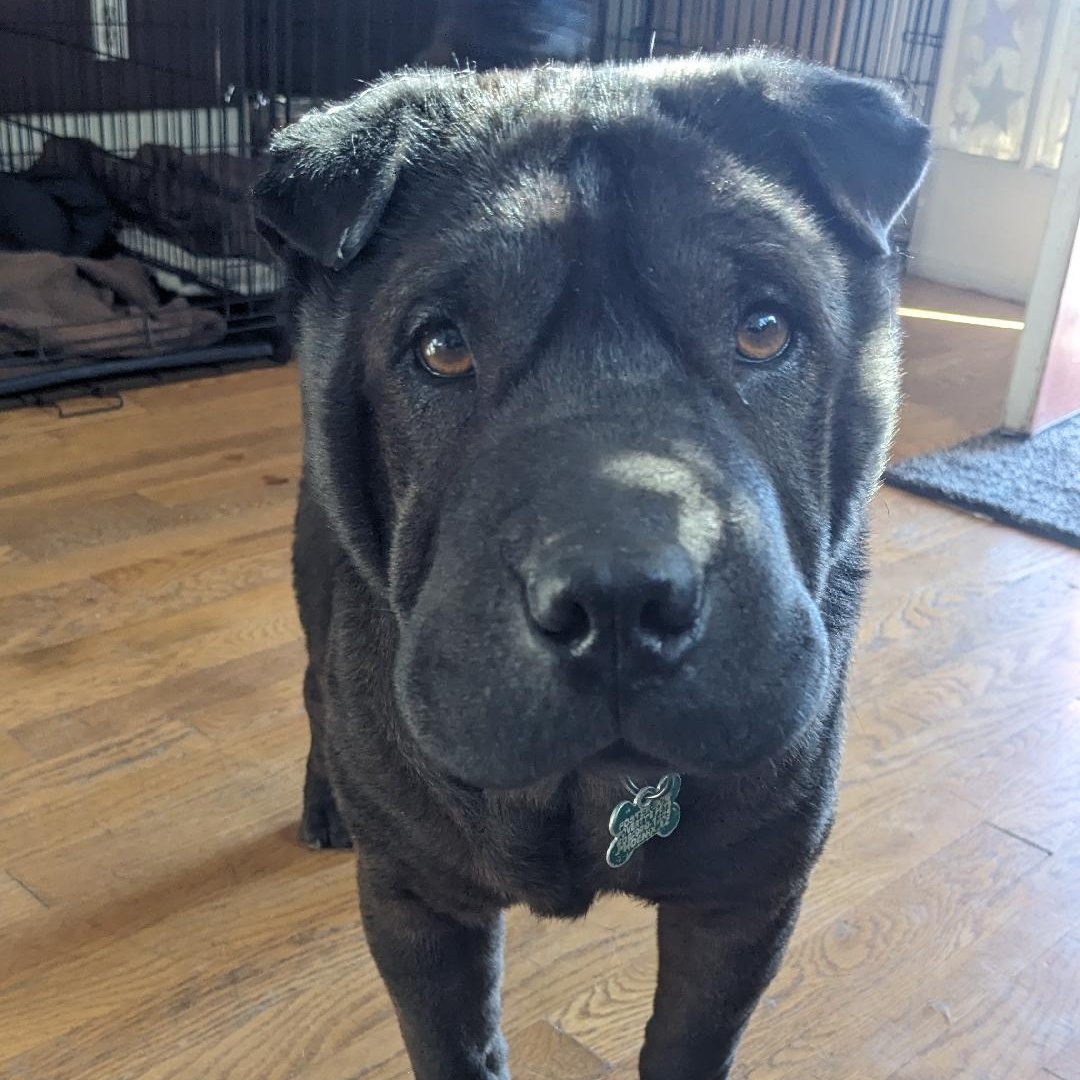 Enlarge Teddy, a ADOPTABLE mixed breed in Phoenix, AZ image 4/6