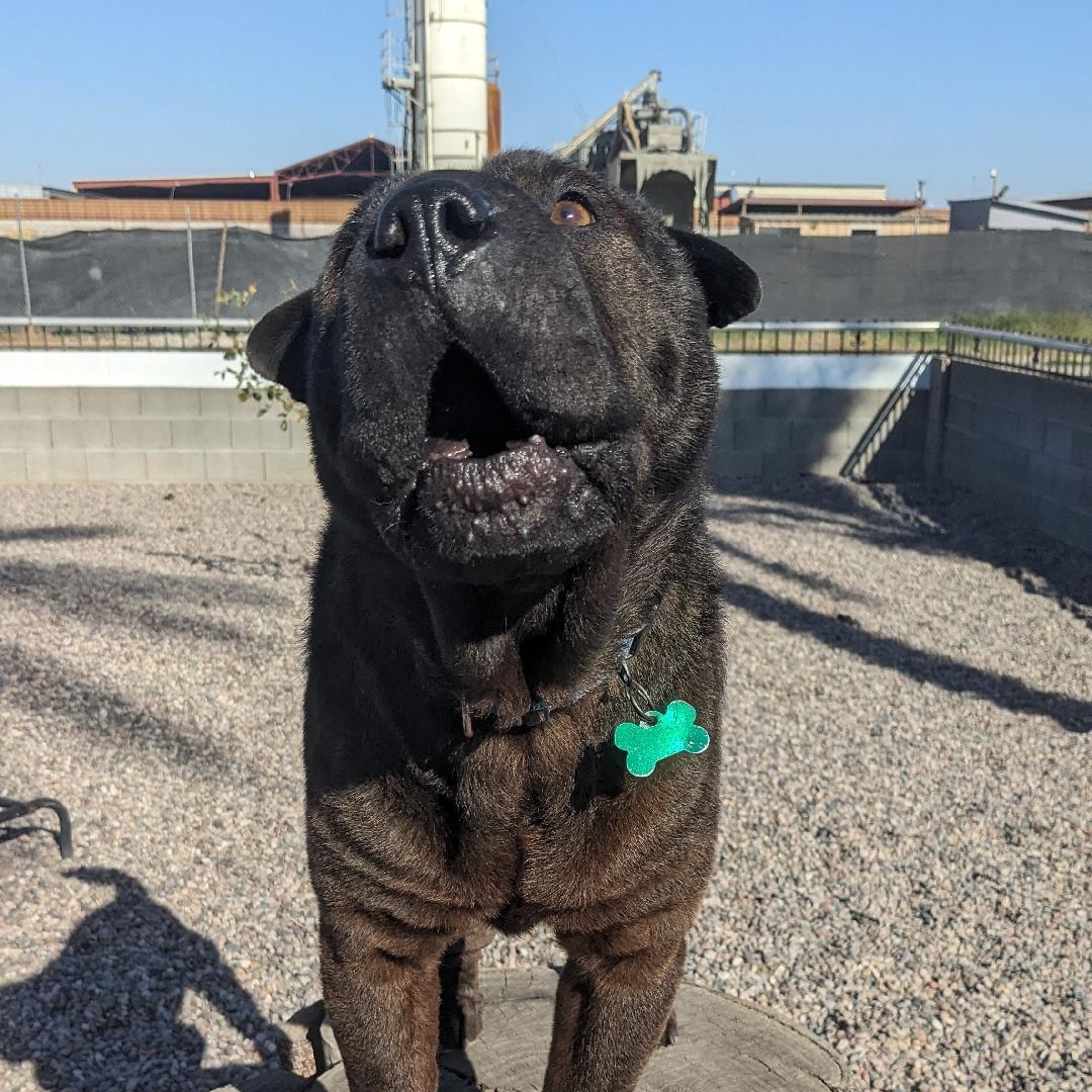 Enlarge Teddy, a ADOPTABLE mixed breed in Phoenix, AZ image 3/6