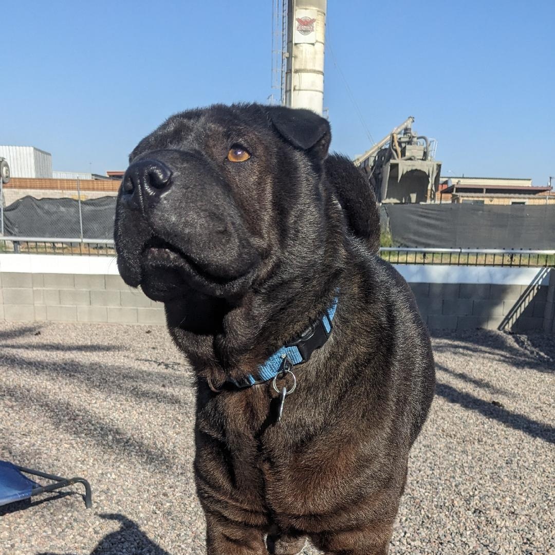Enlarge Teddy, a ADOPTABLE mixed breed in Phoenix, AZ image 1/6