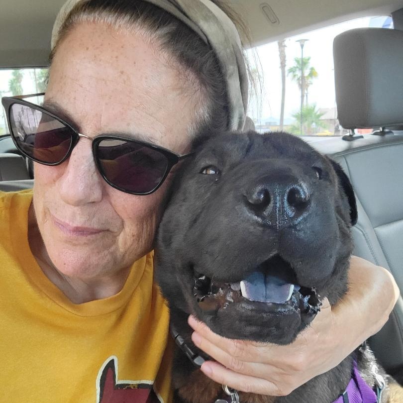 Enlarge Teddy, a ADOPTABLE mixed breed in Phoenix, AZ image 5/6