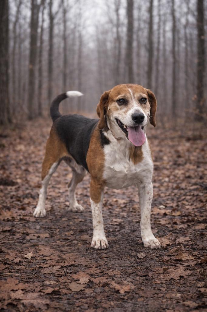 Dixie May, Adoptable, Adult Female Beagle.