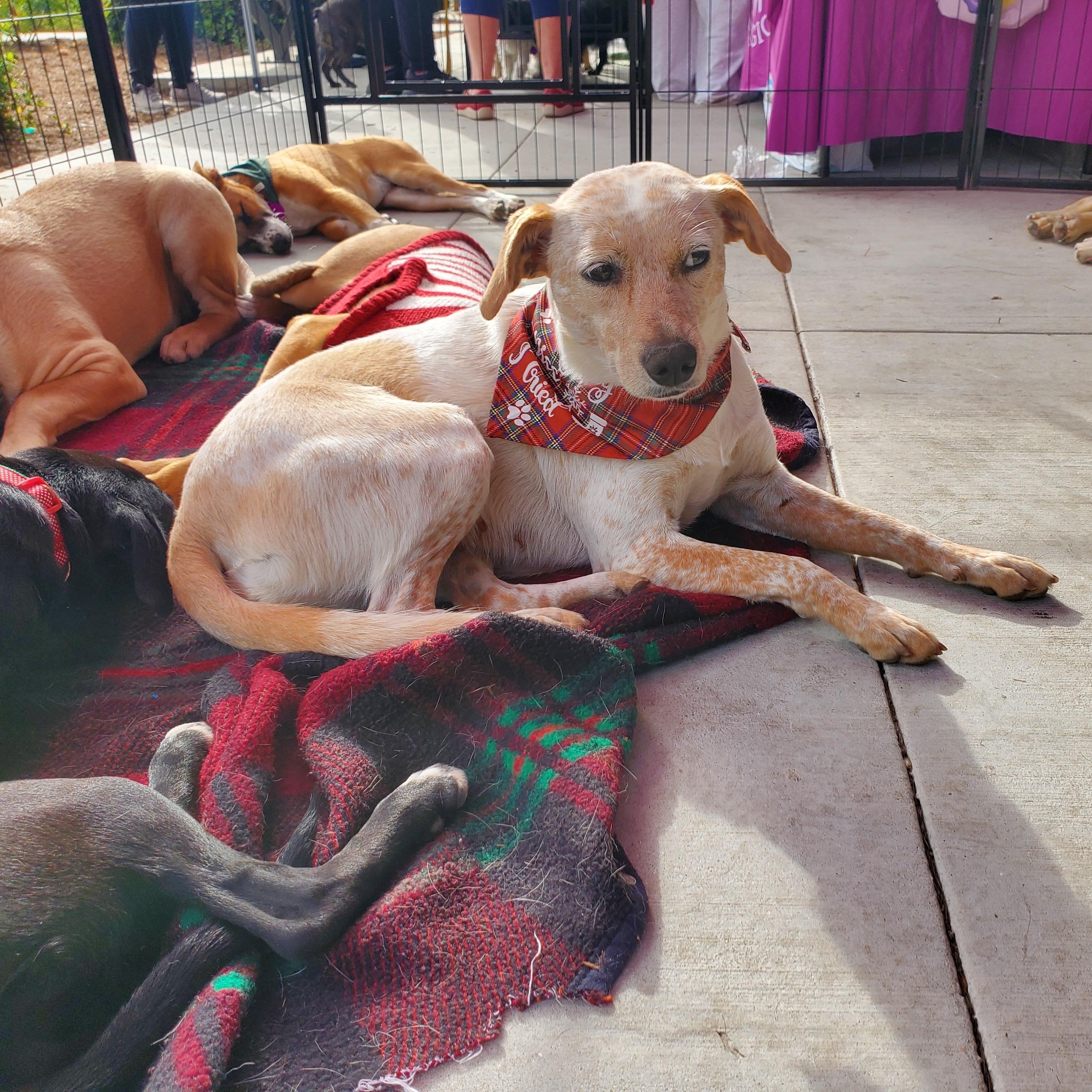 Enlarge Cynthia , a ADOPTABLE mixed breed in Encinitas, CA image 5/5