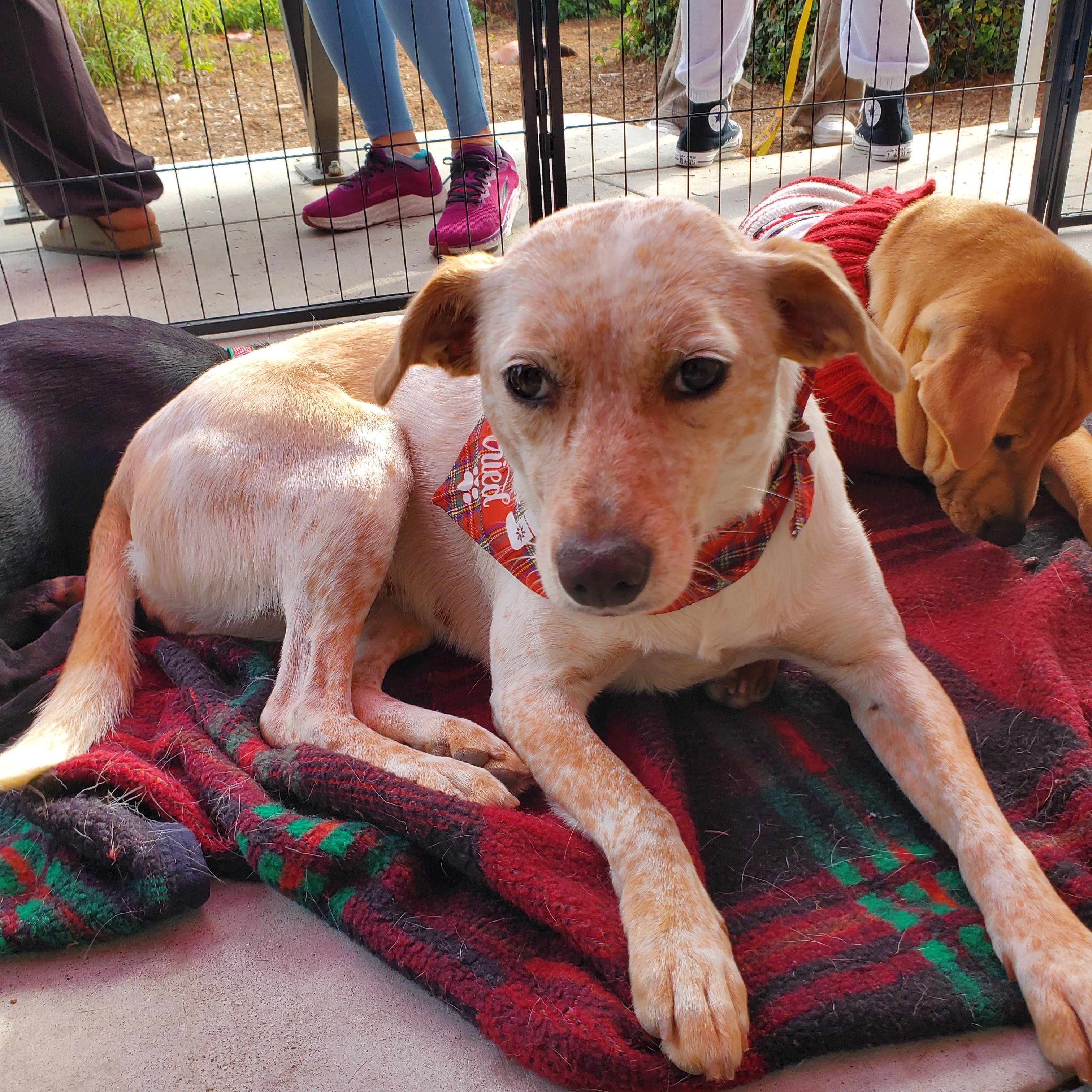Enlarge Cynthia , a ADOPTABLE mixed breed in Encinitas, CA image 1/5