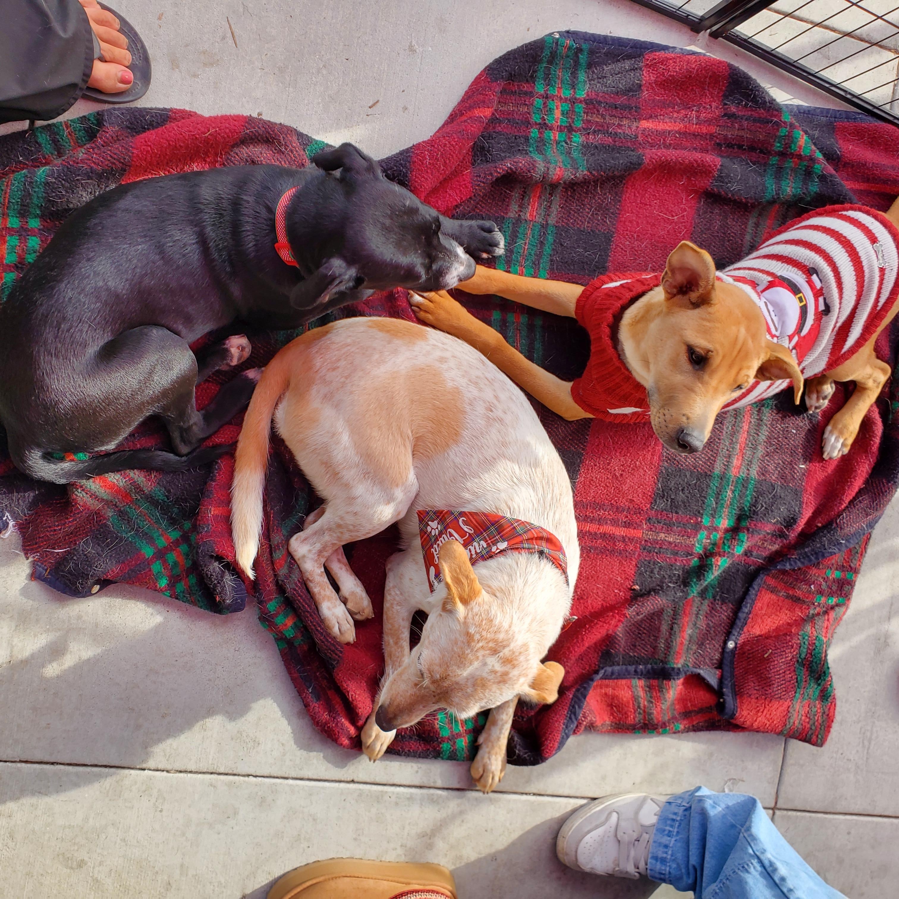 Enlarge Cynthia , a ADOPTABLE mixed breed in Encinitas, CA image 3/5