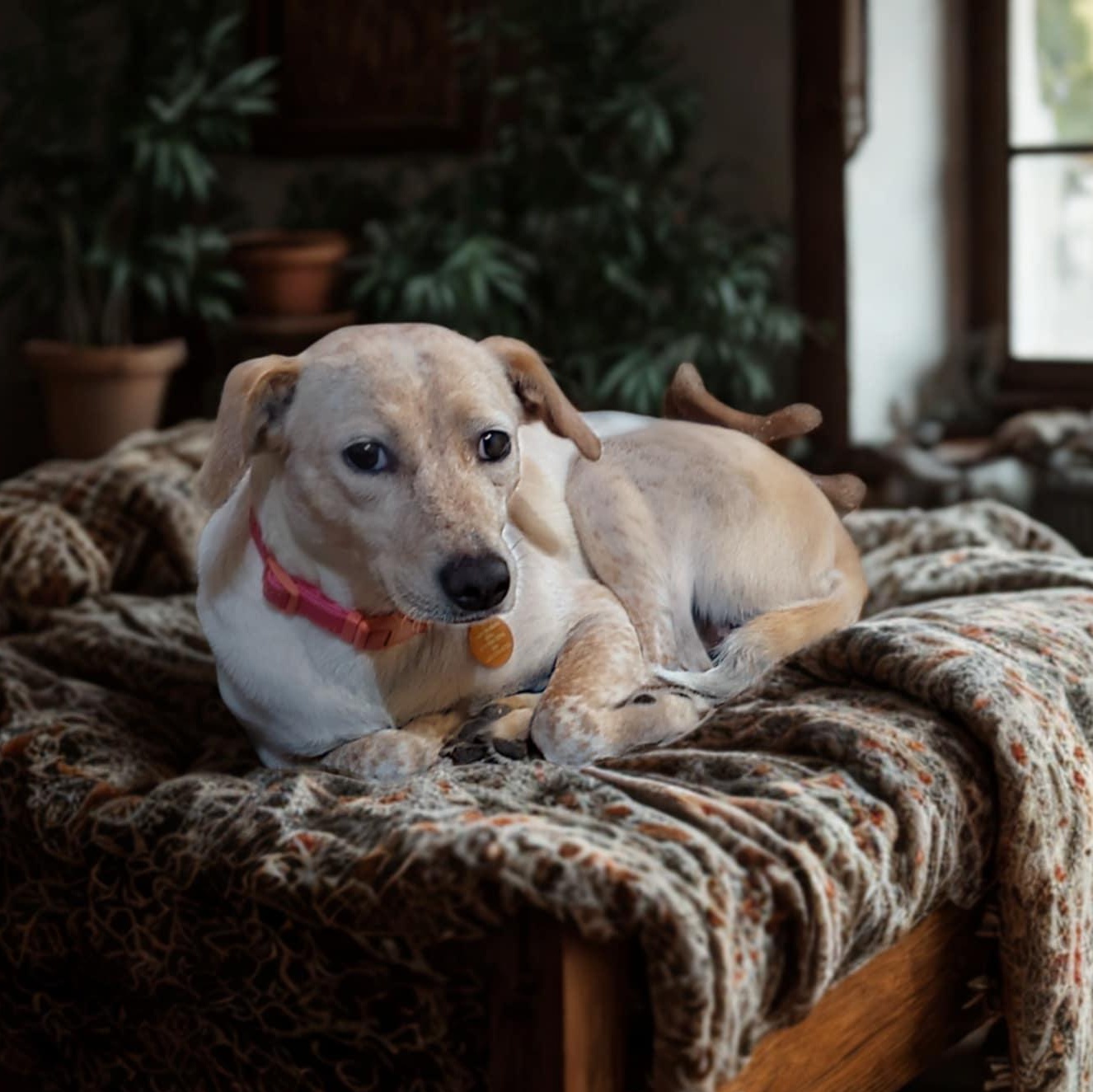 Cynthia , a ADOPTABLE mixed breed in Encinitas, CA image 2/5