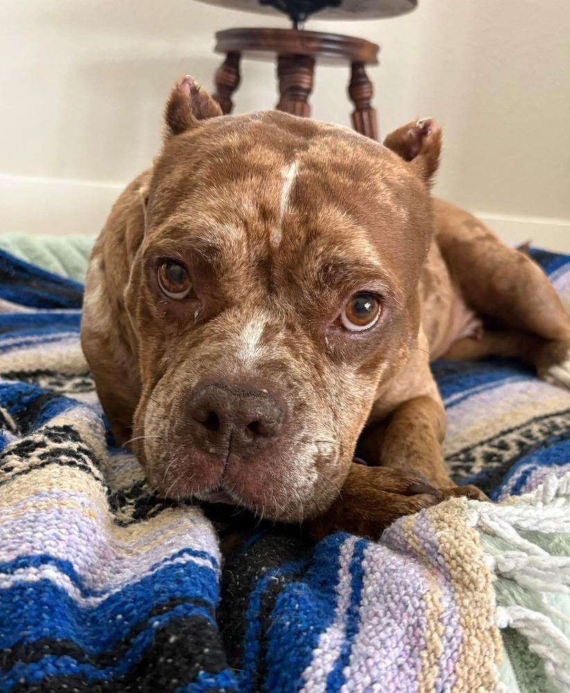 Enlarge Marbles, a Adoptable mixed breed in Winter Garden, FL image 1/4