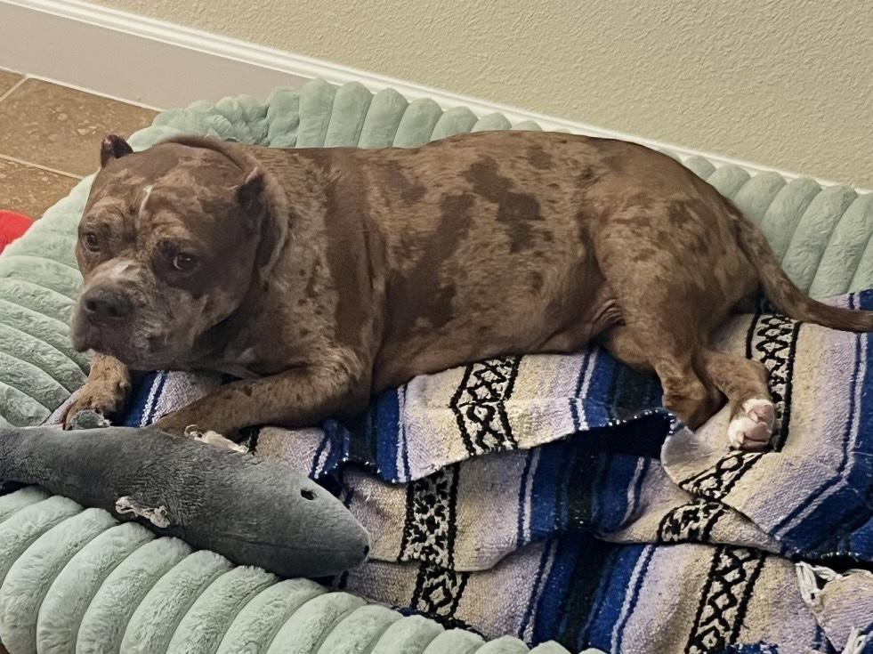 Enlarge Marbles, a Adoptable mixed breed in Winter Garden, FL image 3/4
