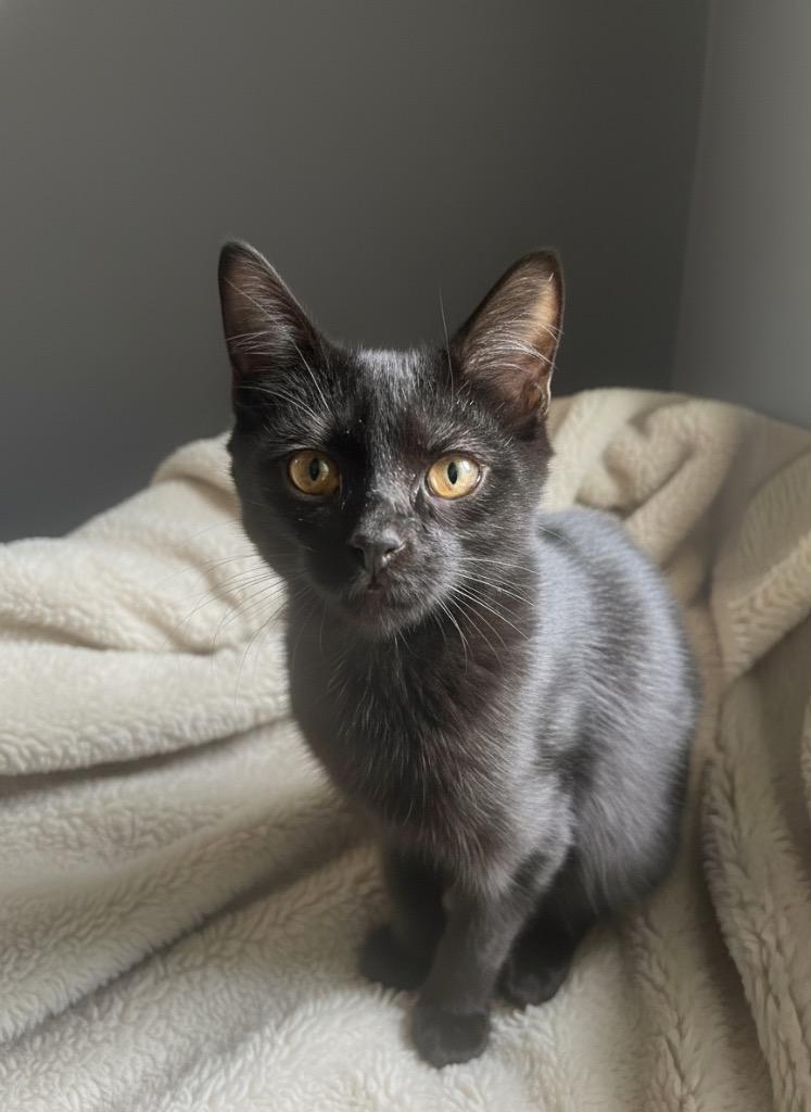 Mojo, Adoptable, Young Male Domestic Short Hair.