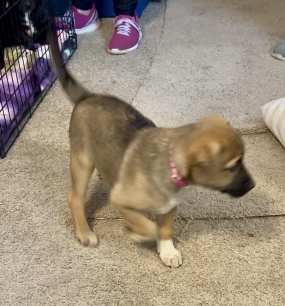 Roxy fka Squirrel Delta pup, Adoptable, Puppy Female Pit Bull Terrier.