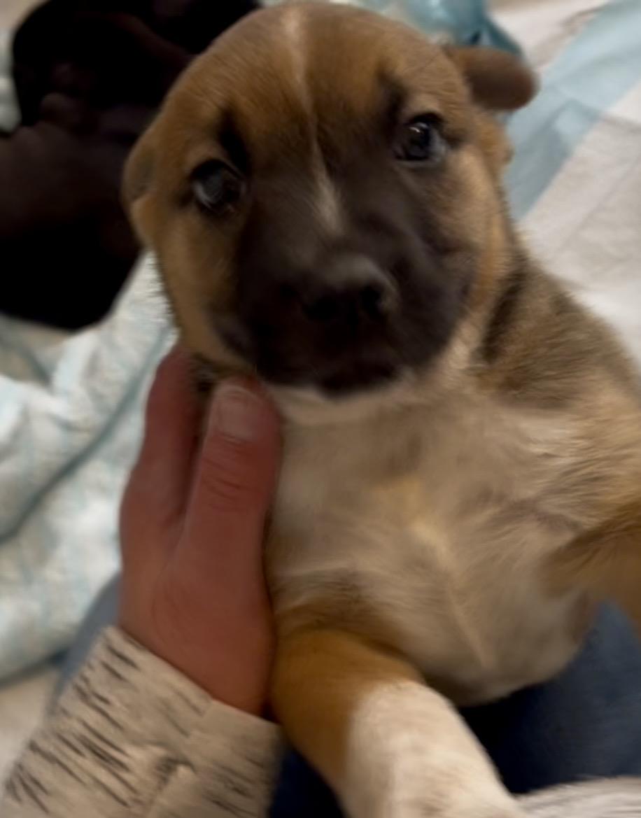 Roxy fka Squirrel Delta pup, Adoptable, Puppy Female American Bulldog.