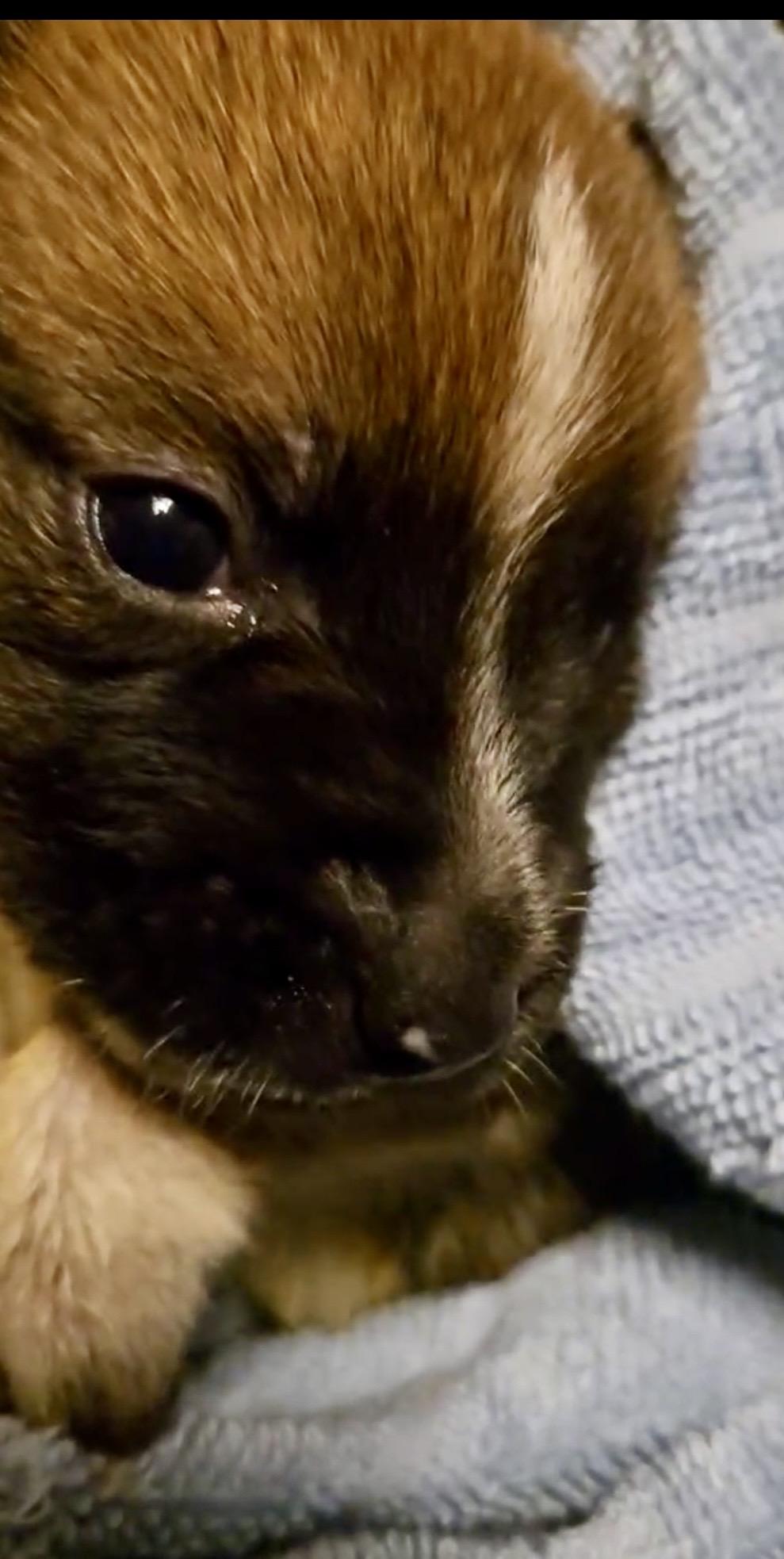Enlarge Delta pup Squirrel, a Adoptable American Bulldog in Jerome, ID image 1/6