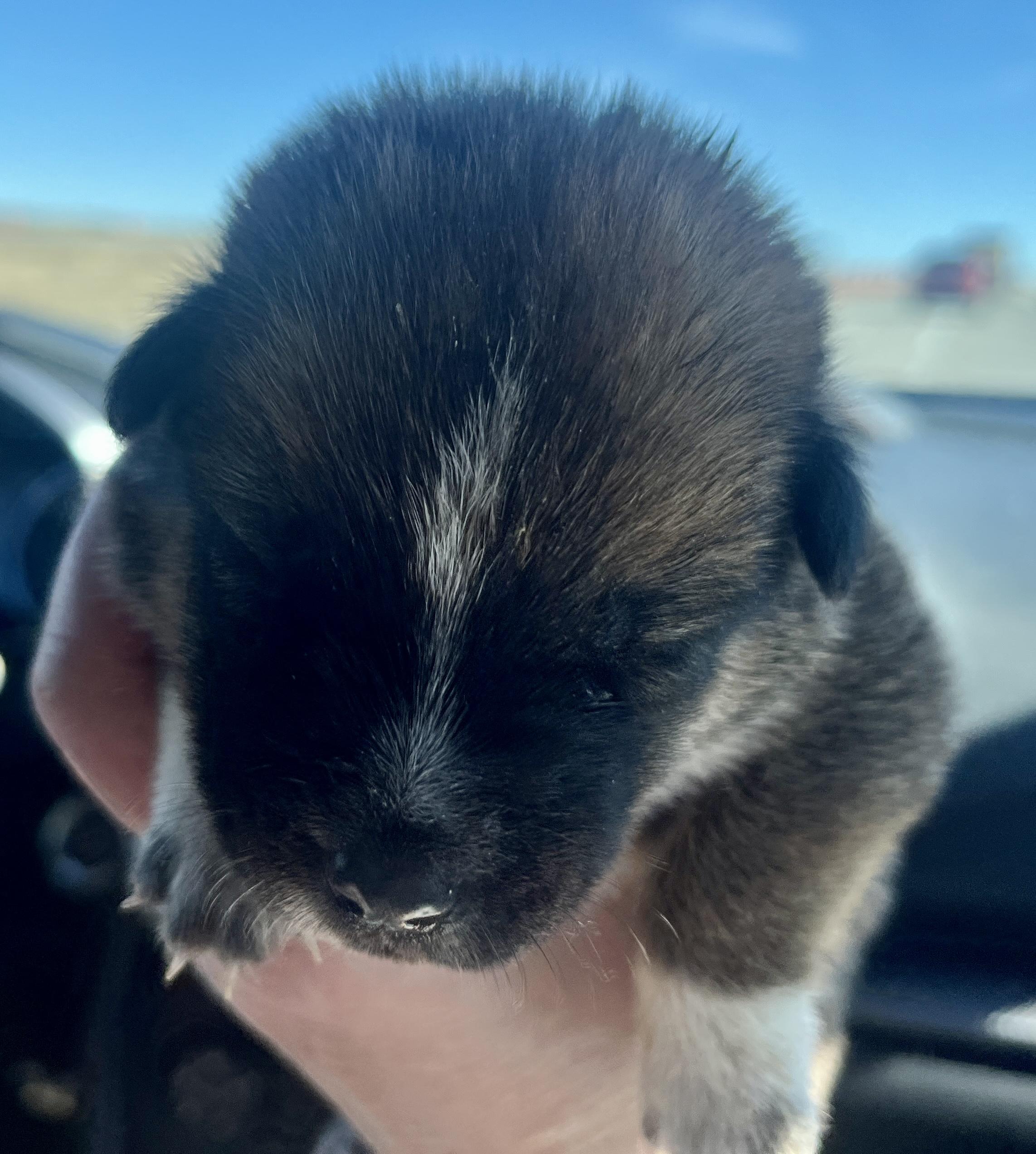 Enlarge Delta pup Squirrel, a Adoptable American Bulldog in Jerome, ID image 2/6