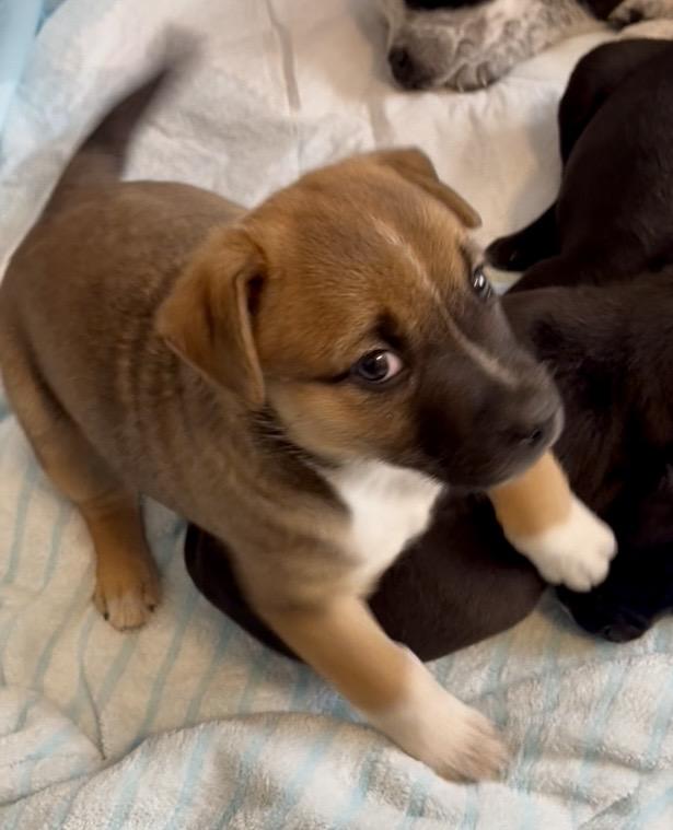 Enlarge Roxy fka Squirrel Delta pup, a Adoptable Pit Bull Terrier in Jerome, ID image 2/6