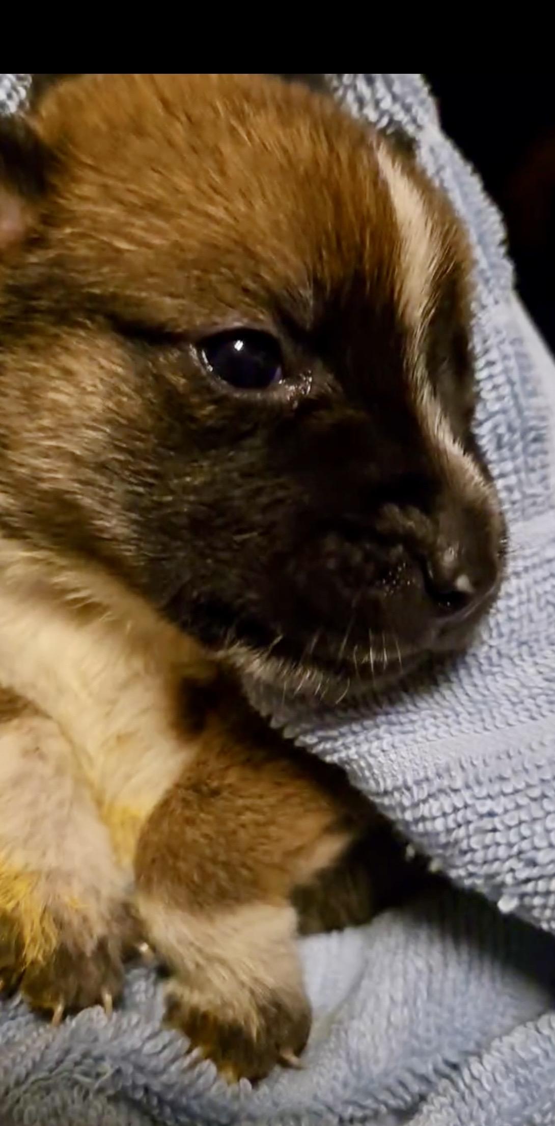 Enlarge Delta pup Squirrel, a Adoptable American Bulldog in Jerome, ID image 3/6