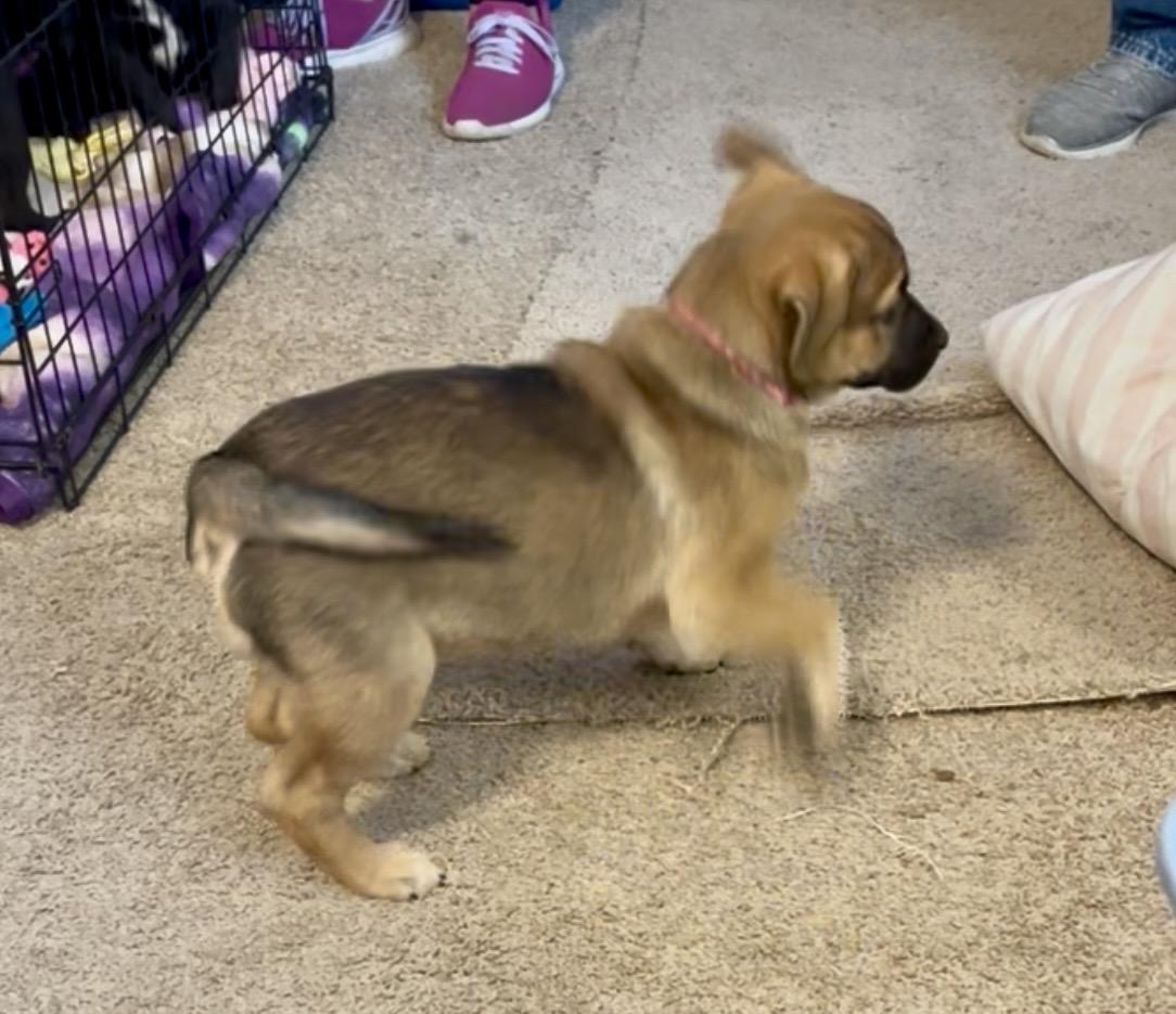 Enlarge Roxy fka Squirrel Delta pup, a Adoptable Pit Bull Terrier in Jerome, ID image 3/6