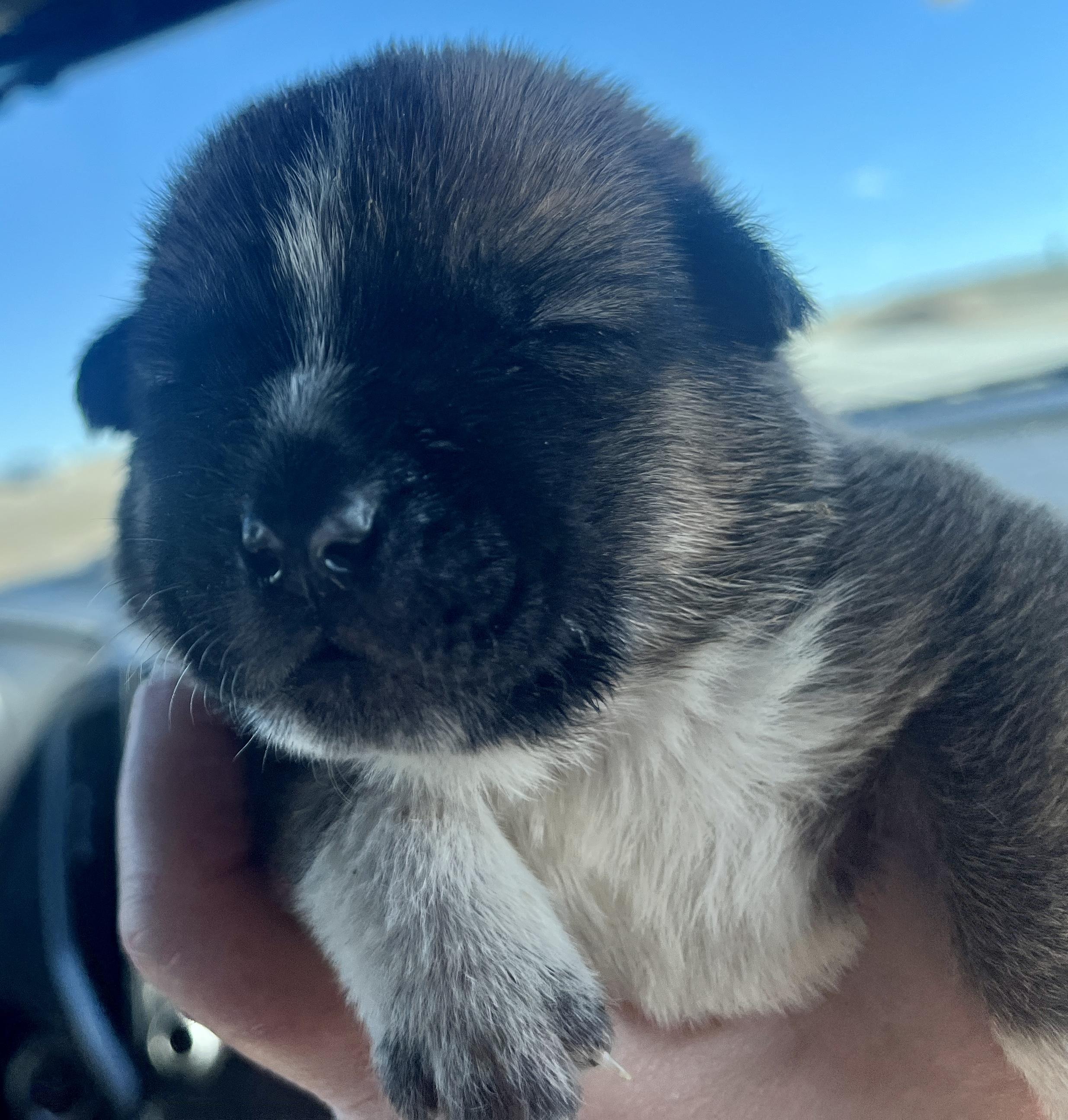 Enlarge Delta pup Squirrel, a Adoptable American Bulldog in Jerome, ID image 4/6
