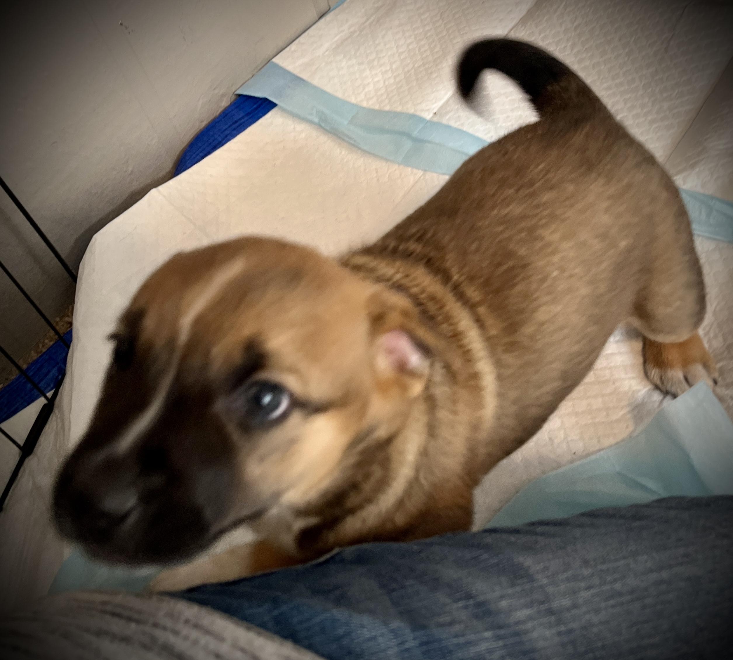 Roxy fka Squirrel Delta pup, a Adoptable American Bulldog in Jerome, ID image 3/6