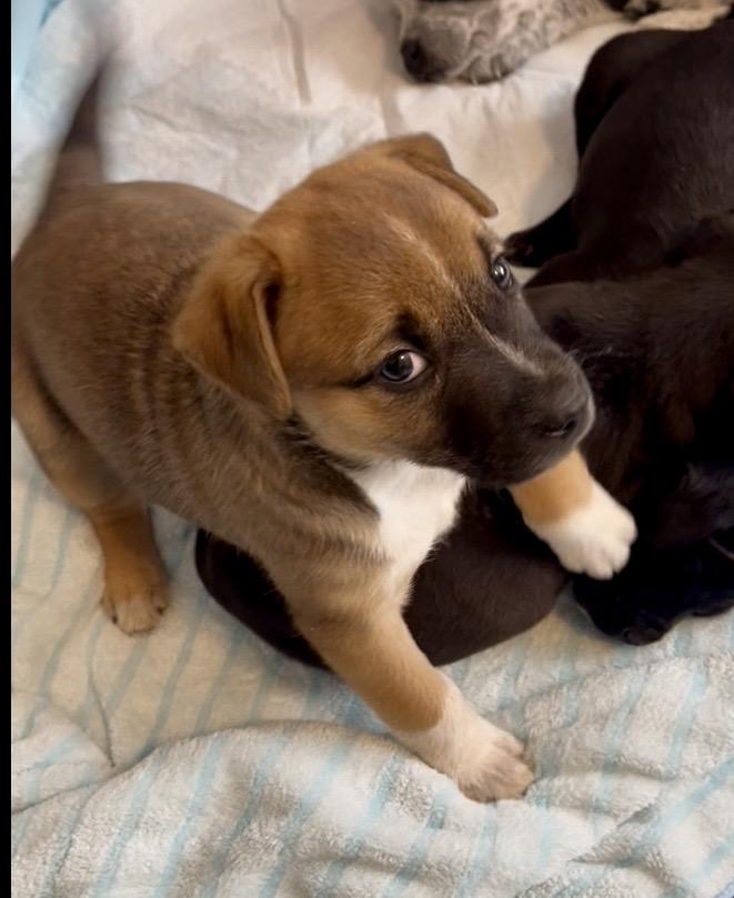 Roxy fka Squirrel Delta pup, a Adoptable American Bulldog in Jerome, ID image 4/6