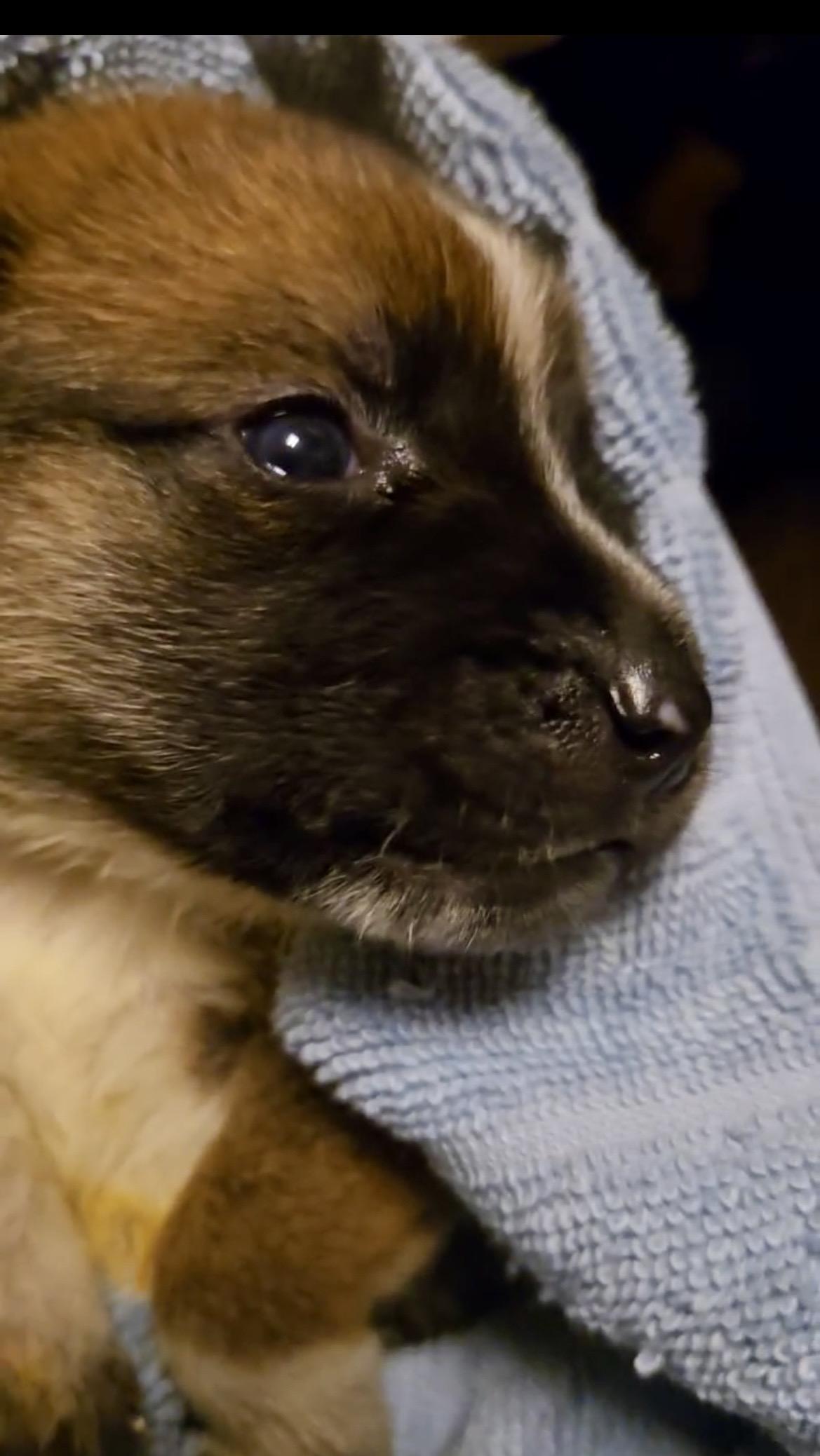 Enlarge Delta pup Squirrel, a Adoptable American Bulldog in Jerome, ID image 6/6
