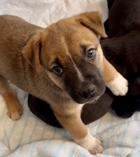 Enlarge Roxy fka Squirrel Delta pup, a Adoptable Pit Bull Terrier in Jerome, ID image 5/6