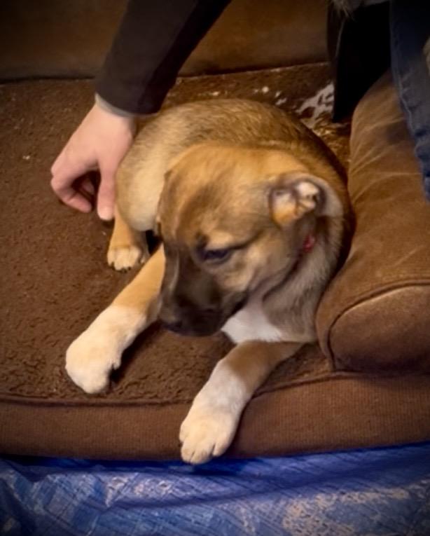 Enlarge Roxy fka Squirrel Delta pup, a Adoptable Pit Bull Terrier in Jerome, ID image 6/6