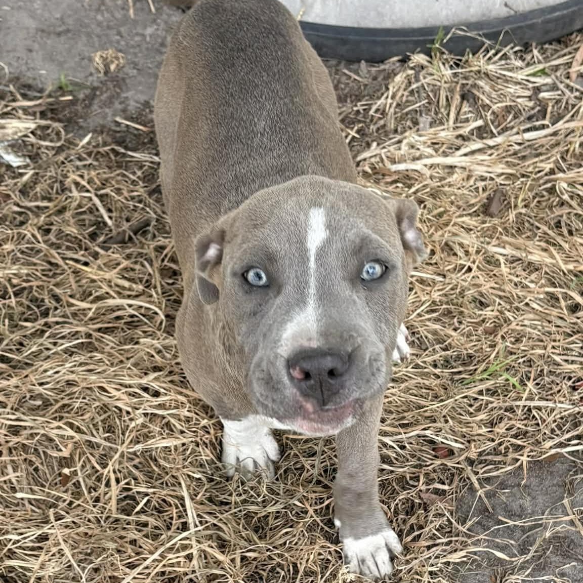 Enlarge Hopper, a Adoptable mixed breed in Ayden, NC image 2/3