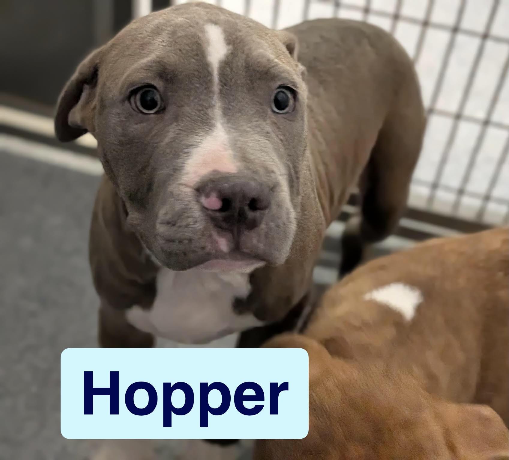 Hopper, Adoptable, Puppy Male American Bulldog.
