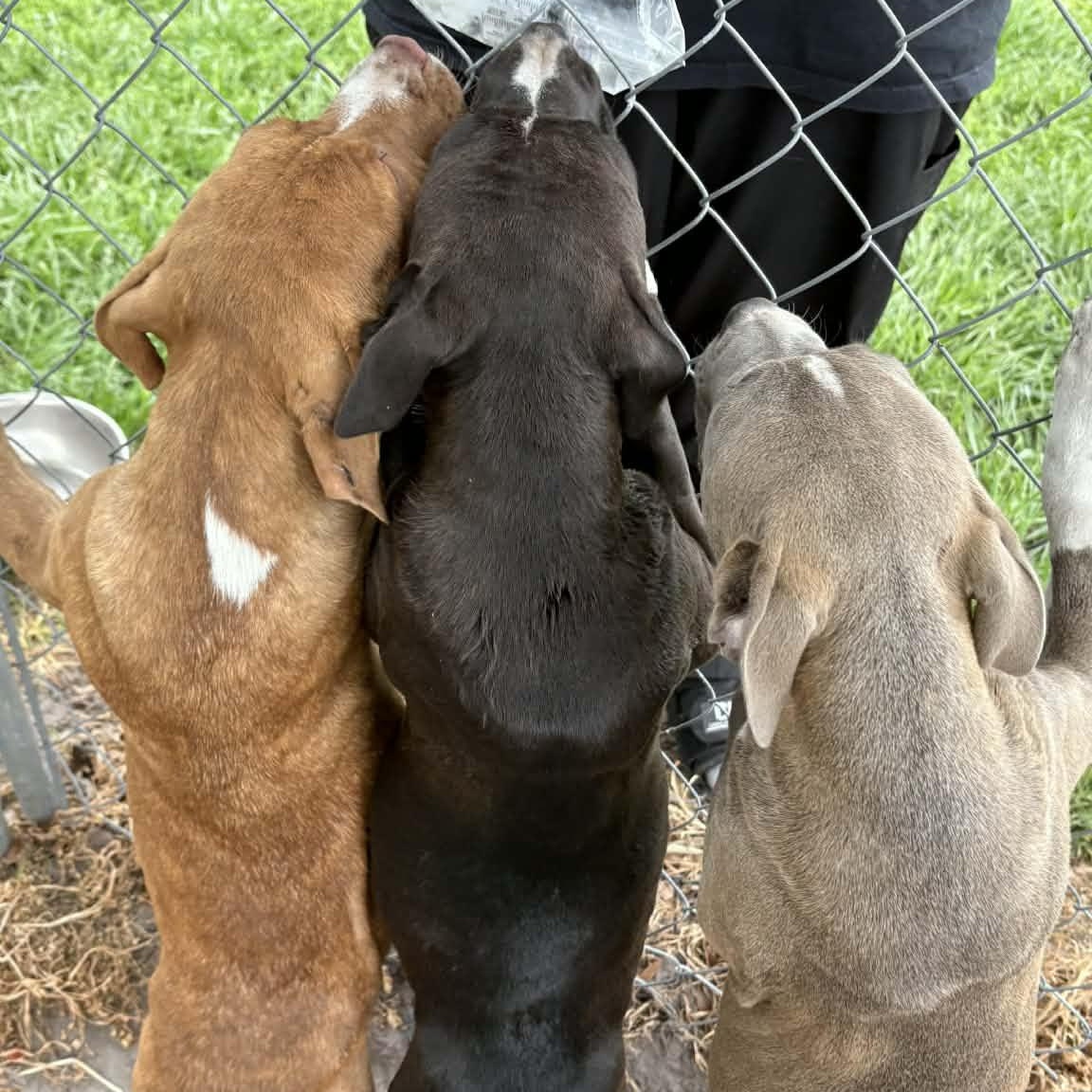 Enlarge Hopper, a Adoptable mixed breed in Ayden, NC image 3/3