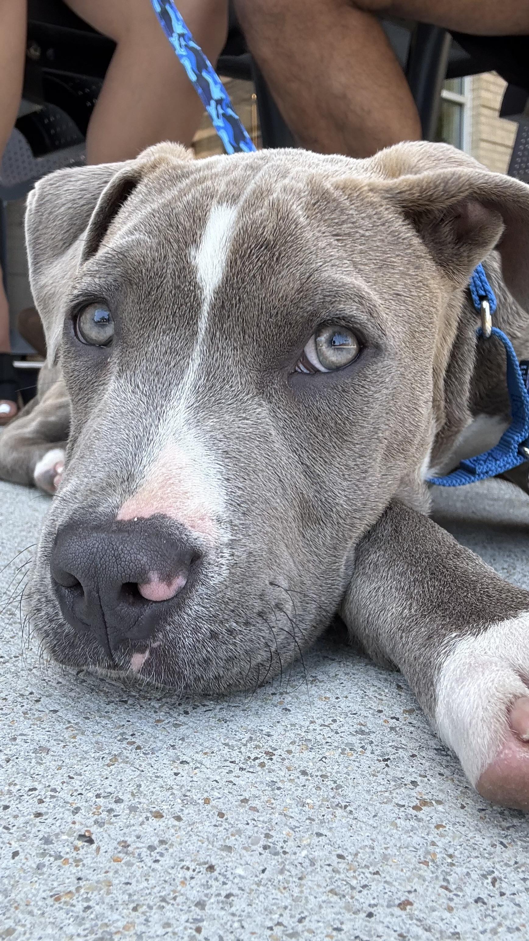 Hopper, a Adoptable mixed breed in Ayden, NC image 1/6